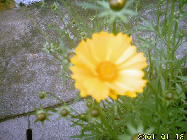 zaikouji-youchien-flower.jpg
